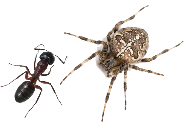 Exterminateur souris araignée insecte rongeur extermination Rive Sud