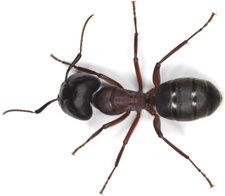 Les fourmis