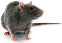 Rats
